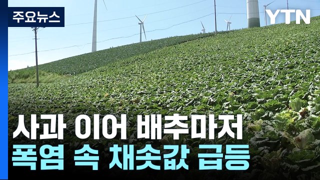 폭염 끝 멀었는데...배추 '보릿고개' 서민 한숨 / YTN