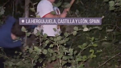 Diego, intentando cortar el árbol durante los quintos de La Herjiguela