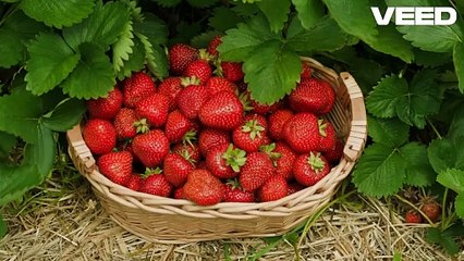 Unlock the Healing Power of Food