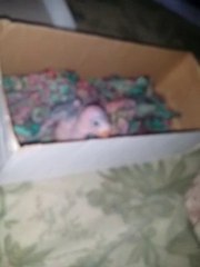 My lovely baby parrot opened his eyes...