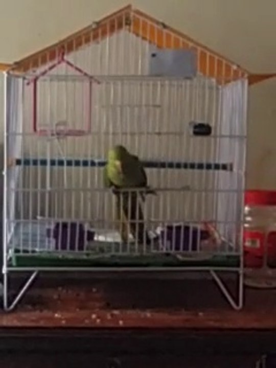 Fum video... my parrot learned to escape..