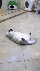 #exlittlebeans, you stepped on my tail. #funnyvideo #funnycats 2024