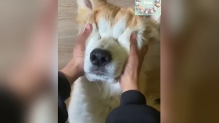 Best Funny CAT & DOG Videos 2024 *CANNOT STOP WATCHING THEM # 17