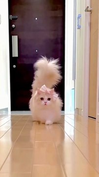 mene Tera name Nasha rakha so pretty little cats videos #cat #shortvideo #2024