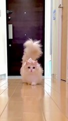 mene Tera name Nasha rakha  so pretty little cats videos #cat #shortvideo #2024