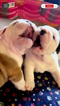 Amazing Animal Transformation #animals #shorts #pets #trending #cute #youtubeshorts #viralshorts