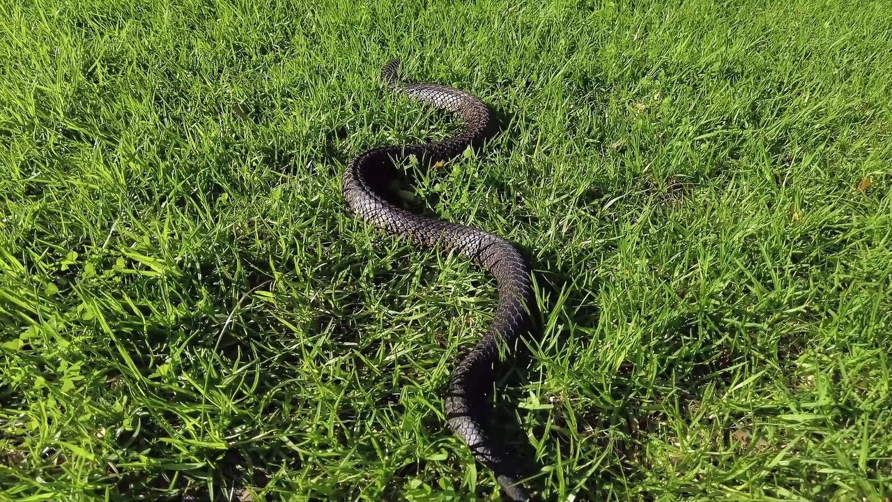 Tiger Snake (Notechis scutatus) #Western Australia