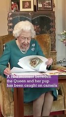 ADORABLE Moment Between Queen and her Pet Dorgi