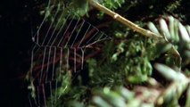 03 The Silk Spinners | BBC Life in the Undergrowth