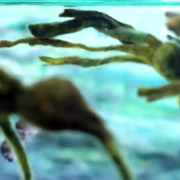 The ocean