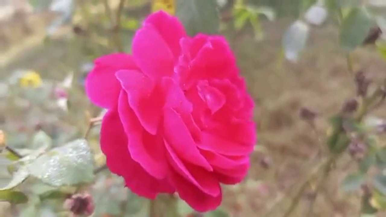 Surah Rahman