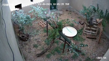 Así se recupera de las quemaduras el osezno recogido en León