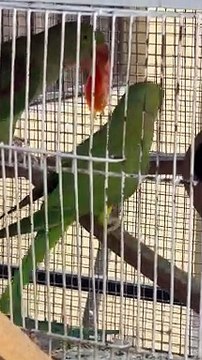 #trending #viral #usa #shortvideo #baby #parrot #parrotlover #parrottalking