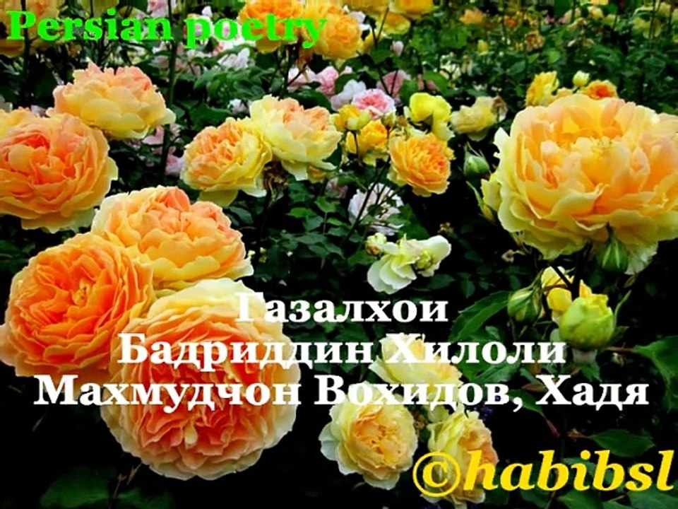 Badriddin Hiloli