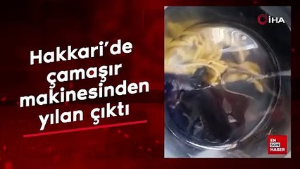 Hakkari'de çamaşır makinesinden yılan çıktı
