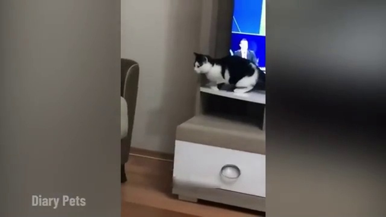 Funniest Animal
