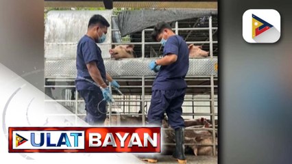Mahigit 100 baboy na nasabat sa mga checkpoint ng DA, nagpositibo sa ASF