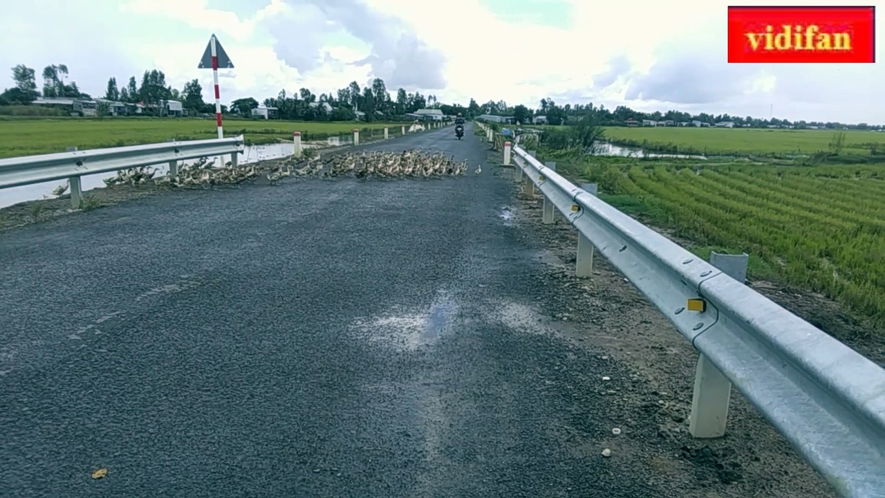 ducks crossing the road - canards traversant la route - सड़क पार करते बत्तख