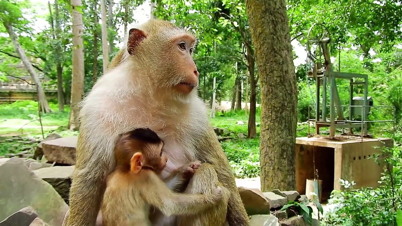 Big Eyes And Long Body Lovely Brandy