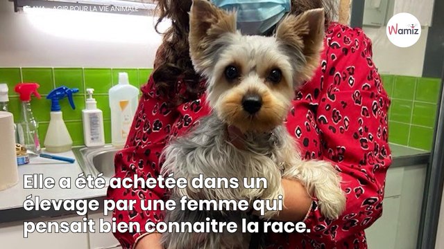 Elle achète un chiot Yorkshire dans un élevage : quelques mois plus tard, c’est la douche froide