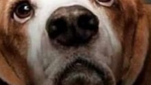 Por qué los perros * son los ángeles guardianes en nuestras vidas