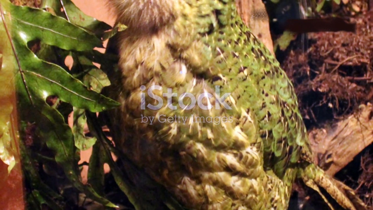 Kakapo heaviest parrot