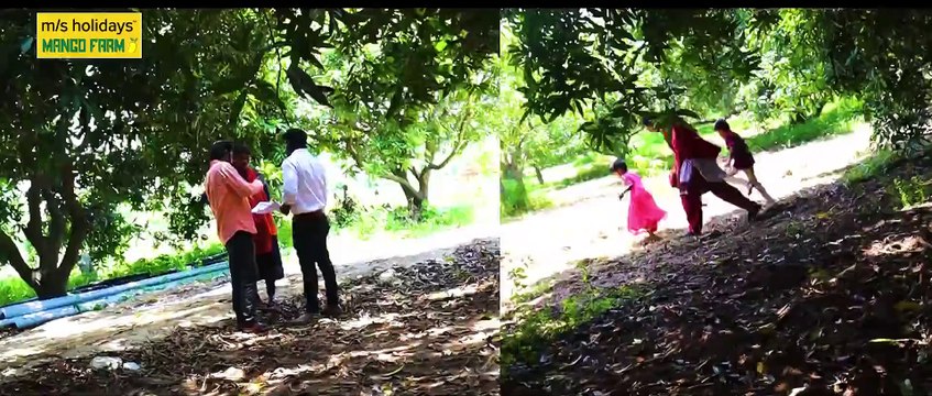 No.1 Mango Farmland for Sale in Chennai - M/S Holidays Mango Farm