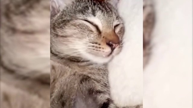 Try Not To Laugh Video Of Strange Reactions Of Dogs And Cats 2024