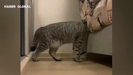 Kaybolan kedisinin saklandığı yeri ev kamerası ile tespit etti: "Kırk yıl düşünsem aklıma gelmez"