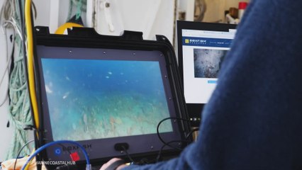 Un equipo de investigación no sale de su asombro al avistar una alfombra de tiburones en el fondo marino