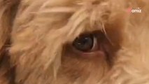 Déposés dans un refuge, deux Labradoodle sont dévastés en voyant la voiture partir sans eux (Vidéo)