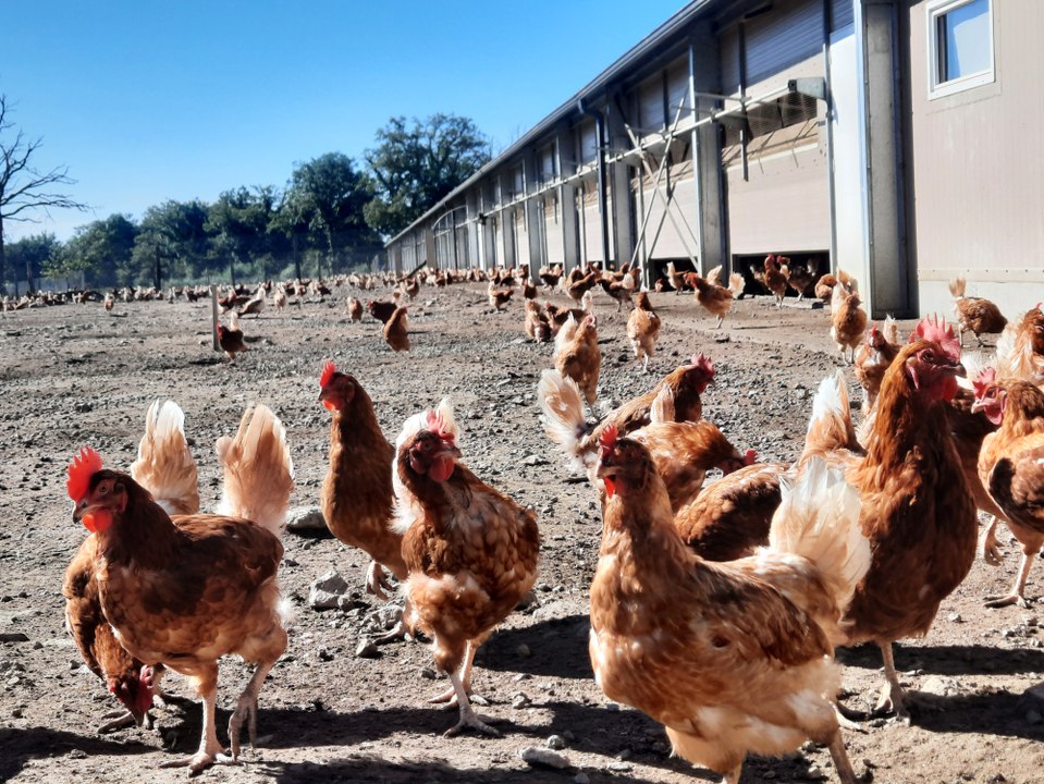 Cet éleveur bio de Creuse veut sauver ses poules de l'abattoir.