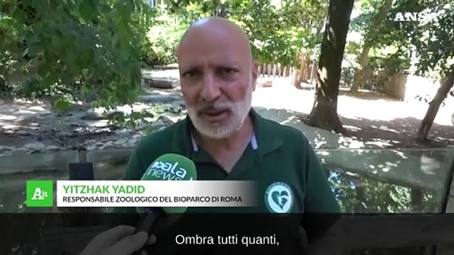 Bioparco Roma, ghiaccioli e anguria per gli animali contro il caldo torrido
