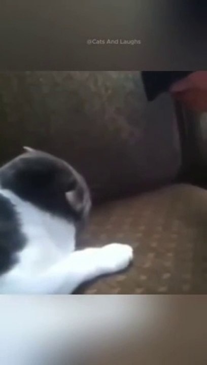 funny cats episode 113