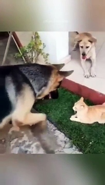 funny cats episode 115