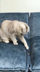 And where do your pets hide their toys cat cats