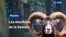 Voir des mouflons à l'état sauvage en Belgique, c'est possible !