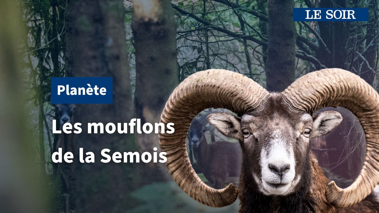 Voir des mouflons à l'état sauvage en Belgique, c'est possible !