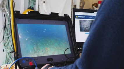 Un equipo de investigación no sale de su asombro al avistar una alfombra de tiburones en el fondo marino