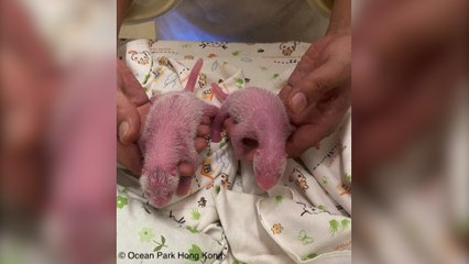 Check Out These Newborn Baby Pandas