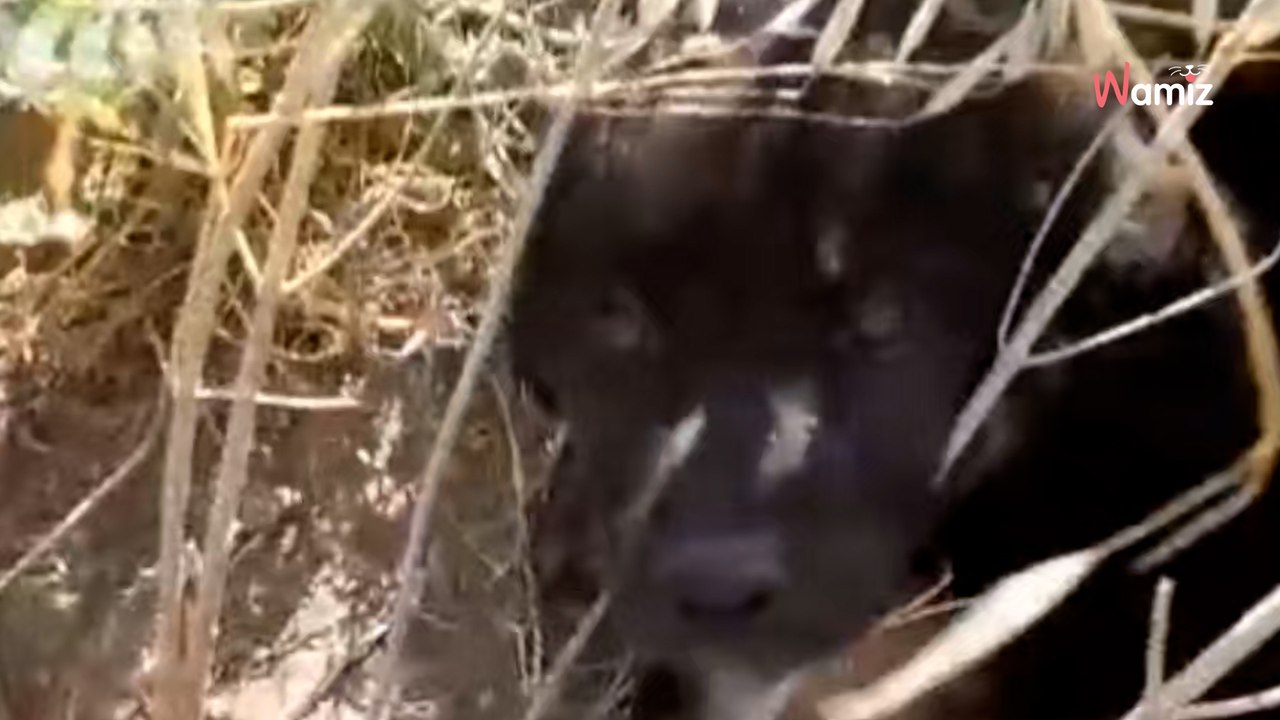 Mystérieuse tache blanche devant le bureau : elle explose en larmes en comprenant l'ampleur de la situation (vidéo)