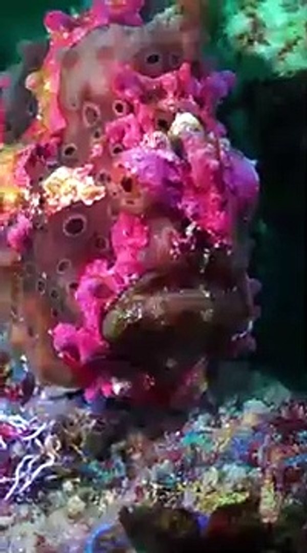 ⁣OCEAN ANIMALS 8K ULTRA HD