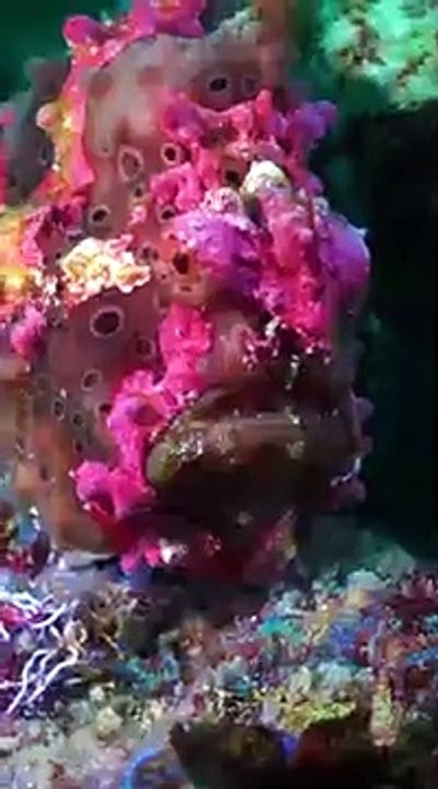 OCEAN ANIMALS 8K ULTRA HD