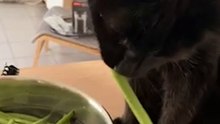 Día del Gato Negro: qué hay detrás del color negro y supersticiones