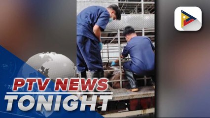 147 ASF-positive hogs intercepted in Q.C. checkpoint