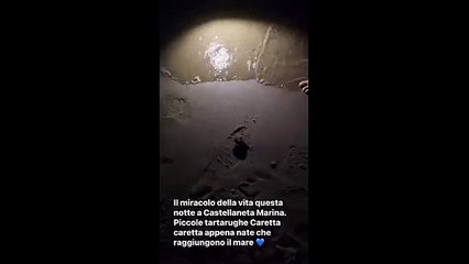 Castellaneta, le tartarughe appena nate raggiungono il mare