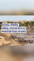 Natural Wonder: Annual African wildlife migration peaks in Kenya