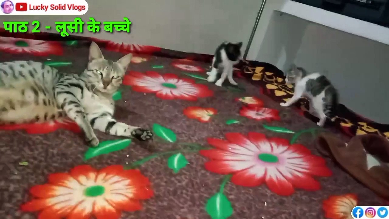 Loosi Ki Kahani Part 2 | Gorakhpur Vlog | Pet Vlog | Cat Story Video | Lucky Solid Vlogs | Pet Shop