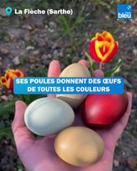 A La Flèche, les poules de Marion pondent des œufs de toutes les couleurs