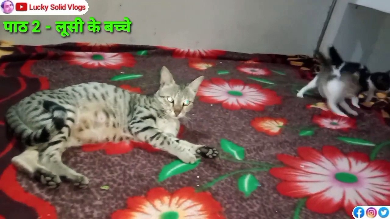 Loosi Ka Full Video 2025 | Cat Family | लुसी की फोमली का पूरा विडियो है | Cat lover Video | Gorakhpur Video | Lucky Solid Vlogs